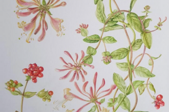 Botanical drawign flowers