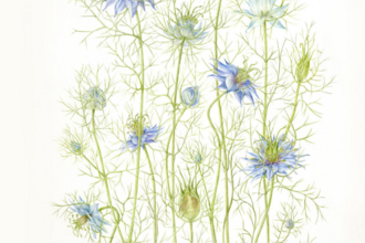 Botanical drawign flowers