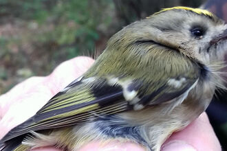 Close up of bird being ringed