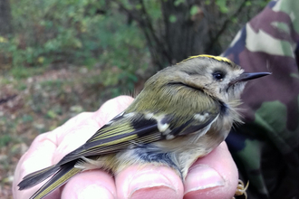 Close up of bird being ringed