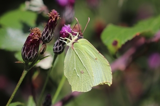 Brimstone