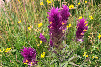 Bright purple bloom of field cow-wheat with 4 main sprays of flowers