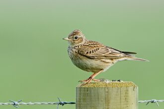 skylark
