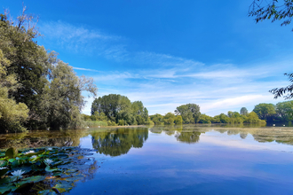 View over lake with trees in background, water lilies in foreground; very blue sky