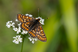 Marsh fritillary butterfly on small white flowers