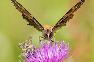 Close up of butterfly and bee on pink flower