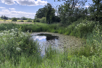 Restored Ghost Pond