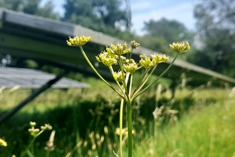 Pepper saxifrage plant umbrels in front of solar panel