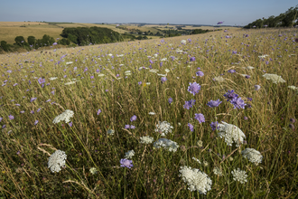 Coombe Bissett Down Meadow