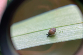 Desmoulin's snail through a magnifying glass