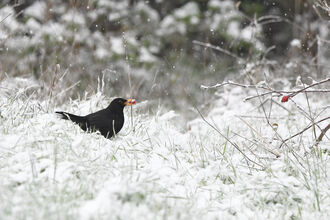 blackbird in snow