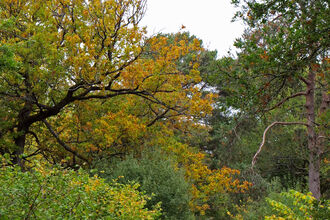 Trees with green and orange canopies overhanging grassy ride.