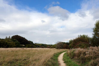 Path through field with green and brown grass, cloudy blue sky overhead