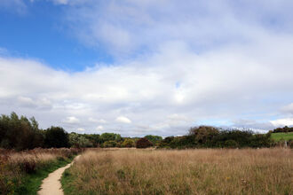 a path leading into a meadow with a blue sky above