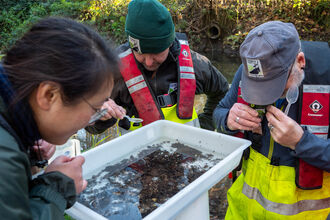 Three people analysing a tray and water for invertebrates