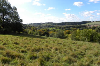 View out across field of trees and blue sky