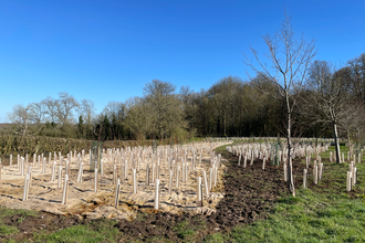 Newly planted trees in rows with big blue sky in background