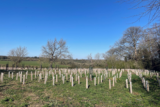 Newly planted trees in rows with big blue sky in background
