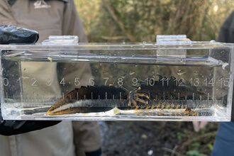 Great Crested Newt in measurement tube