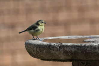Young blue tit on edge of stone bird bath