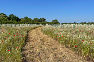 Wildflowers in farmland