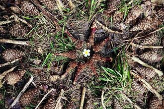 Natural mandala made from pine cones, sticks and leaves