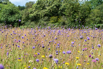 Meadow with tall grass, purple Devil's Bit Scabious and other flowers, with trees in brackground