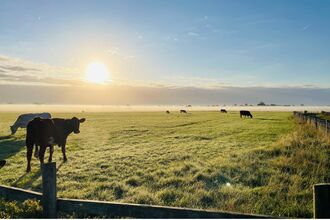 Cows in field with sunrise