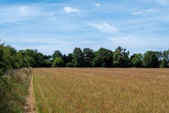 Arable field in crop with path down the side and trees in background