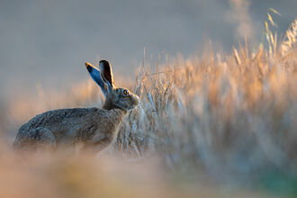 Hare in golden light of sunrise looking out over the arable field