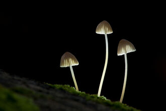 Three fungi stalks lit in the dark