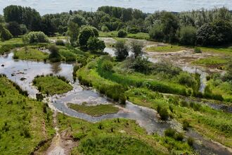 Rugeley Riverside Park, a lush green wetland landscape surrounded by dense trees and vegetation
