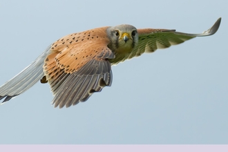 Kestrel