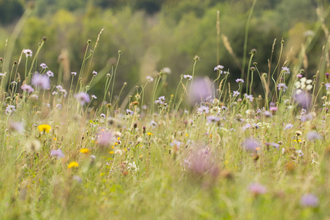 Meadow