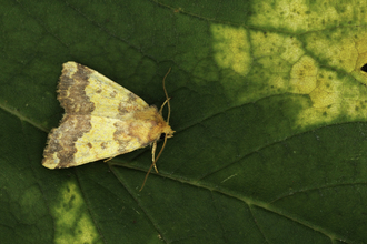 Barred sallow moth