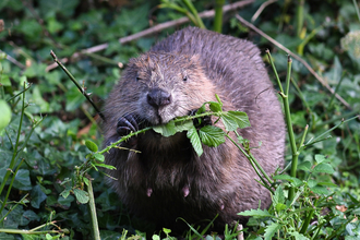 Beaver