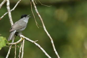 Blackcap