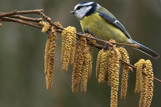 Blue tit