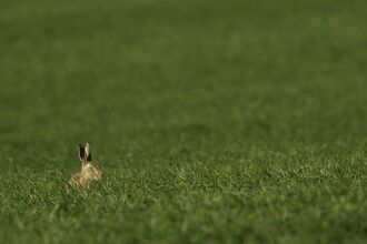 Hare