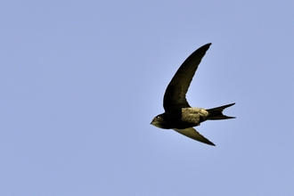 Swift in flight