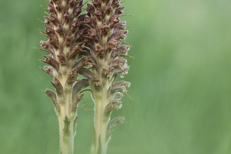 Broomrape