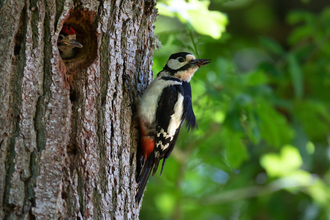 Great Spotted Woodpecker