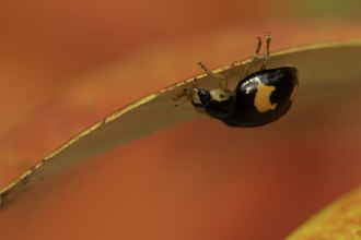 Harlequin ladybird