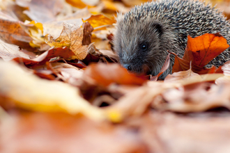 Hedgehog in autumn leaves