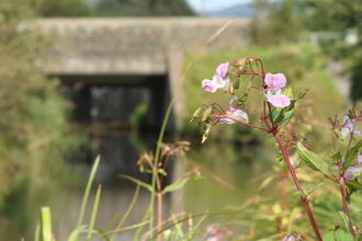 Himalayan Balsam