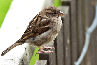 House sparrow