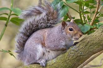 Grey squirrel