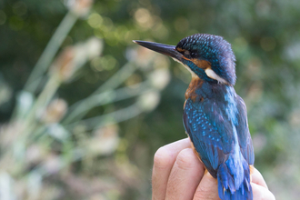 Kingfisher being ringed