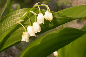 Lily of the valley