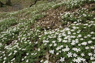 Wood anemone growing on a woodland floor